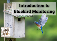 bluebird flying towards bluebird house